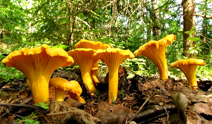 Спортивный репортаж о грибах (журналисты тоже иногда отдыхают)